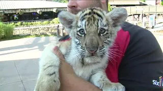 Six Flags welcomes adorable new baby Siberian Tiger