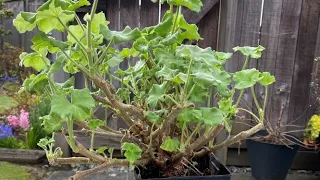 Pruning An Overwintered Geranium - April 6, 2022