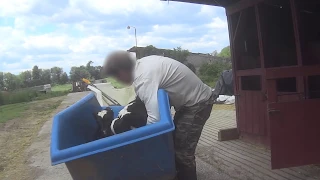 Heartbreaking Footage Shows Baby Cows Stolen from Their Mothers