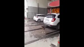 Приколы #ржака# собака моется на автомойке