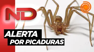 La "araña del rincón" provocó dos muertes: cómo reconocerlas y cómo prevenir las picaduras