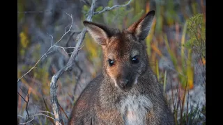 Healing the Web of Life with Scott Silverston * Humanity's Impact on Wildlife * May 1, 2024