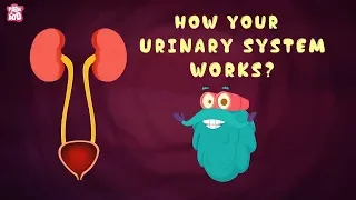 How Your Urinary System Works? - The Dr. Binocs Show | Best Learning Videos For Kids | Peekaboo Kidz