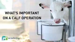 What's Important on a Dairy Calf Operation