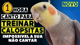 Calopsita Cantando 1 hora de CANTO de Calopsita para ENSINAR Sua Calopsitas Assobio de calopsita