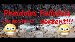 [SUIVI] EVOLUTION de ma grosse colonie de Pheidoles  Pallidula..Les Sexuées sortent du nid. Medoc72