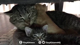 Ancient battle-scarred feral cat meets tiny kittens