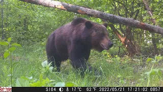 Camera trap of the Chornobyl Exclusion Zone: from spring to winter 2022