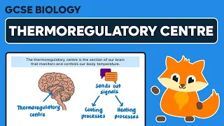 The Thermoregulatory Centre - GCSE Biology