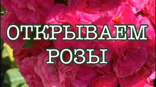 ОТКРЫЛА РОЗЫ ПРИ( t-6). ПОЛИВ, ОБРАБОТКИ, ПОДКОРМКА РОЗ.