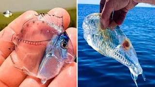 हाथो में मत ले लेना इस मछली को वरना हो जाएगा कांड! TRANSPARENT ANIMALS IN THE WORLD