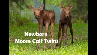 Newborn Moose Calf Twins Video