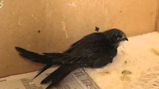 Чёрный стриж чистит перья (Common swift, Apus apus)