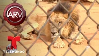 Animales de Zoo de Venezuela se mueren de hambre | Al Rojo Vivo | Telemundo