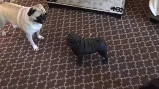 Oliver Challenges Pug Statue