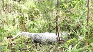 Lyrebird Performing