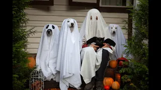The Cutest Ghosts! Fun Photo Shoot for Dogs on Halloween