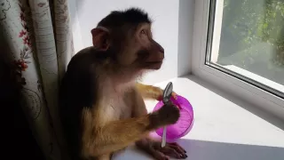 обезьяна кушает кашу