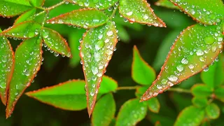 Beautiful spring mountain forest. Birdsong in the Caucasus forest, nature sounds ✿015