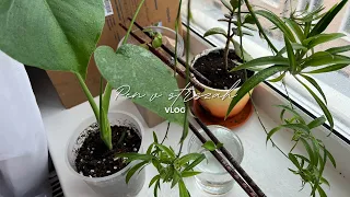 #10 Room after rearrangement | The first steps in floriculture | Cozy everyday life | VLOG