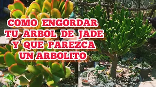 Cómo ENGORDAR el TRONCO de tu ÁRBOL DE JADE y CÓMO PODAR para que PAREZCA ARBOLITO