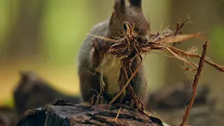 【4K】squirrel　エゾリス　可愛い　巣材を器用に畳んでいます。