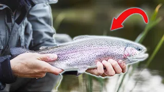 Flyfishing In Trout Lakes - Sight Fishing For Trout In Clear Water