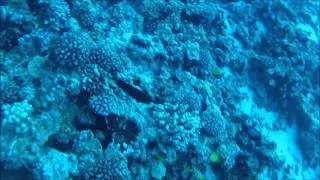 Molokini Dive - 12/01/2012