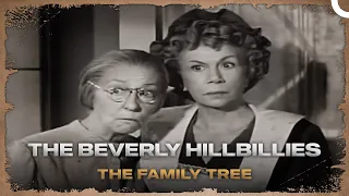 The Beverly Hillbillies -Episode 25- The Family Tree | Classic Hollywood TV Series