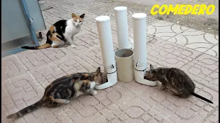 Comedero Casero para Gatos callejeros