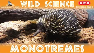 WILD SCIENCE- Egg-Laying Mammals!