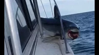 鯊魚卡在甲板欄杆 奮力掙扎欲擺脫 船長急中生智解救