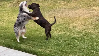 Unwind And Relax With This Adorable Staffy And Mini Aussie Playing Together!