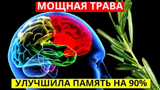 Мощнейшая трава для мозга, сердца, сосудов, почек, суставов, кожи, волос и не только...