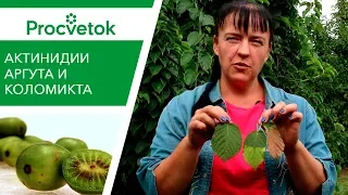 БЫСТРЫЙ рост, ВКУСНЫЕ плоды! Актинидия: Аргута и Коломикта - это надо знать каждому!