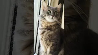 The Cat At The Window