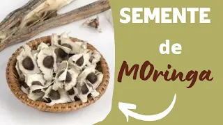 Semente de Moringa Oleífera