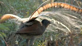 The Superb Lyrebird's Song - Cinematic Wildlife Footage