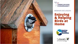 Enjoying and Helping Birds at Home Webinar