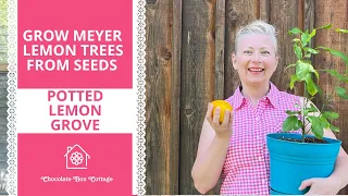 Grow Meyer Lemon Trees from Seeds