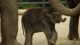 Baby Elephants. Детеныши слонов. Маленькие слонята.