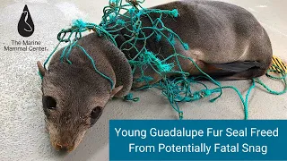 Young Guadalupe Fur Seal Freed From Potentially Fatal Snag