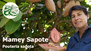 Mamey Sapote, Pouteria sapota. A striking, tropical fruit tree that produces delicious, sweet fruits