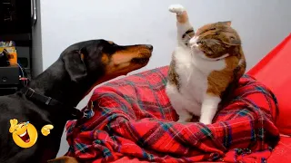 Funny Cats and Dogs Compilation 🐶🐈Funny Animals Pets| 15 Minutes Viral Videos😂| Part 9|