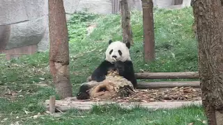 Панда кушает ростки бамбука - Giant panda loves bamboo