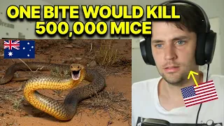 How Horses Save Humans From Snakebites (Reaction)