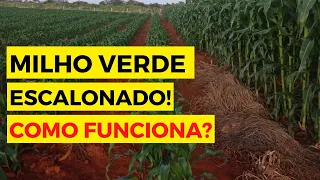 Como ESCALONAR sua lavoura de MILHO VERDE!🌽