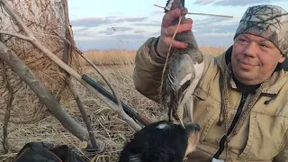 Русский охотничий спаниель на охоте