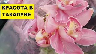 ДОМОВОЙ ВЕРНУЛ УТЕРЯННОЕ..КРАСОТА В ТАКАПУНЕ