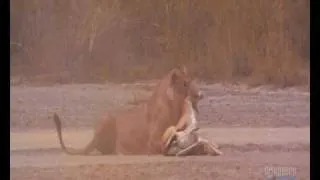 Lion hunts Tomsons gazelle